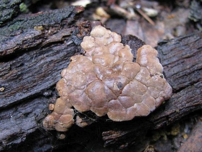 XYLOBOLUS FRUSTULATUS (Pers.) Boidin - pevník rozpraskaný / rozpukanec obyčajný