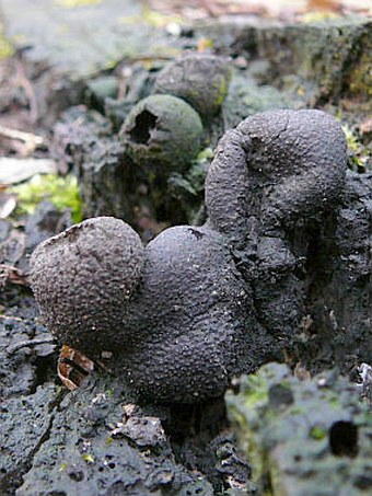 Xylaria polymorpha