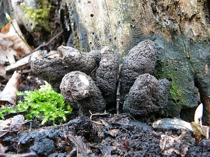 Xylaria polymorpha