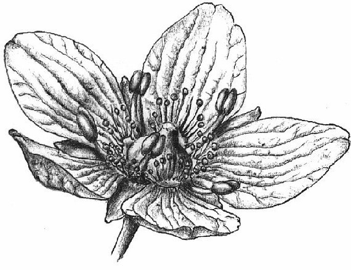 Soutěž Nejlepší botanická ilustrace roku 2011 - Victor Yarema