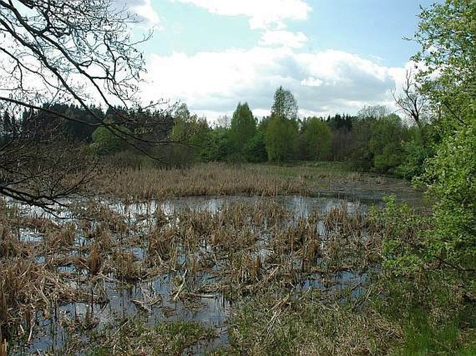 Zadní rybník - přírodní památka