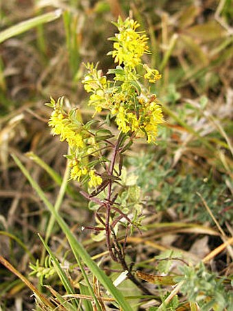 Orthantha lutea