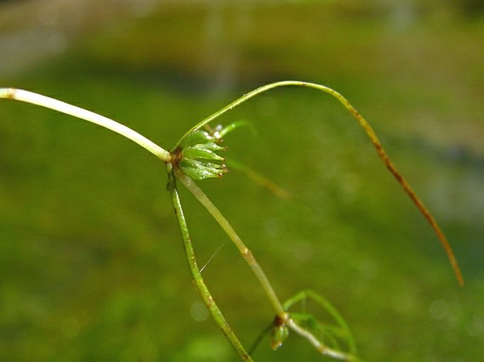 ZANNICHELLIA PALUSTRIS L. – šejdračka bahenní / zanichelka močiarna