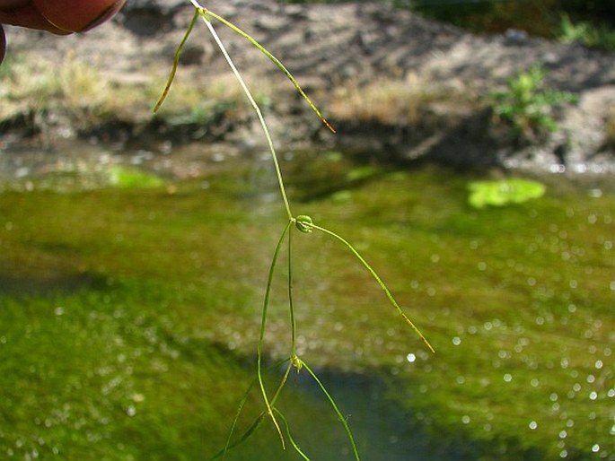 Zannichellia palustris