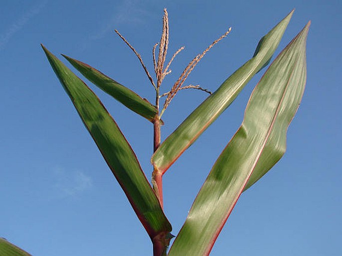 ZEA MAYS L. – kukuřice setá / kukurica siata