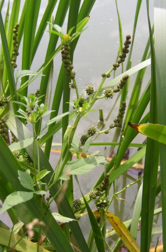 Sparganium erectum