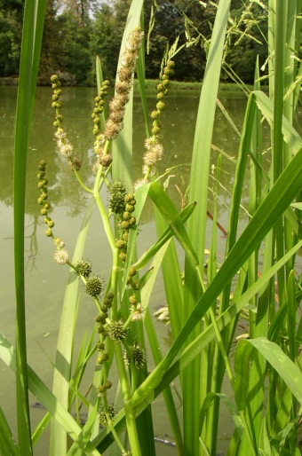 Sparganium erectum