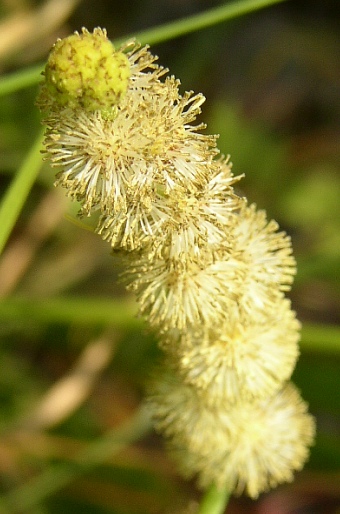 Sparganium erectum