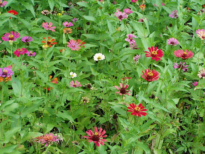 Zinnia elegans