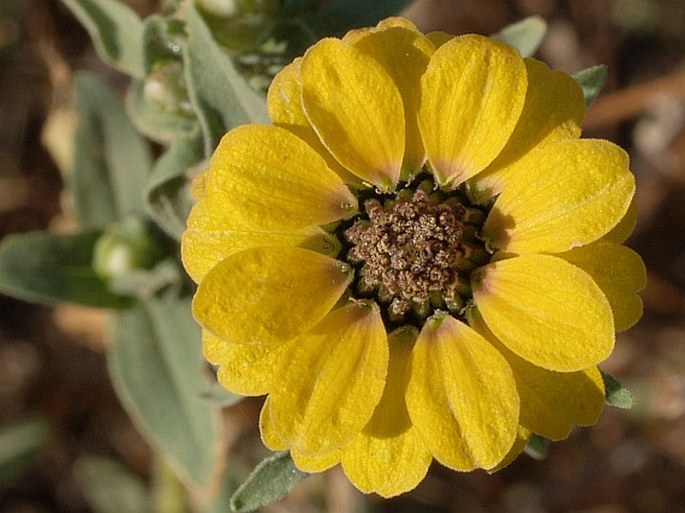 Zinnia peruviana