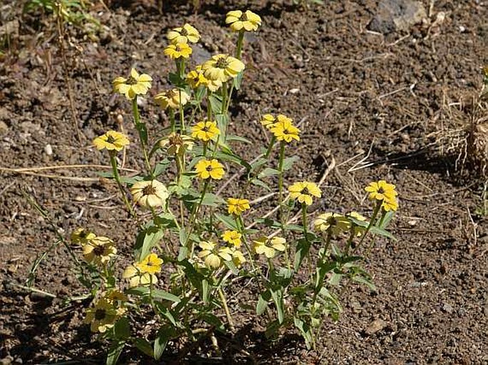 Zinnia peruviana