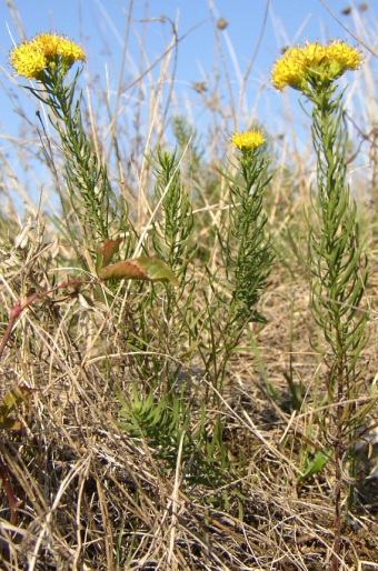 Galatella linosyris