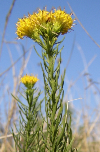 Galatella linosyris