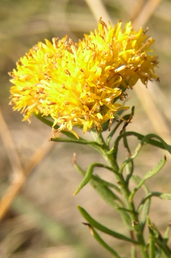 Galatella linosyris