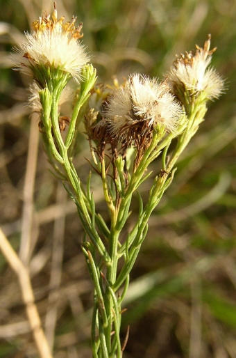 Galatella linosyris