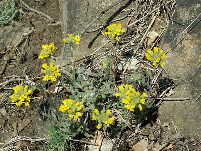 Alyssum