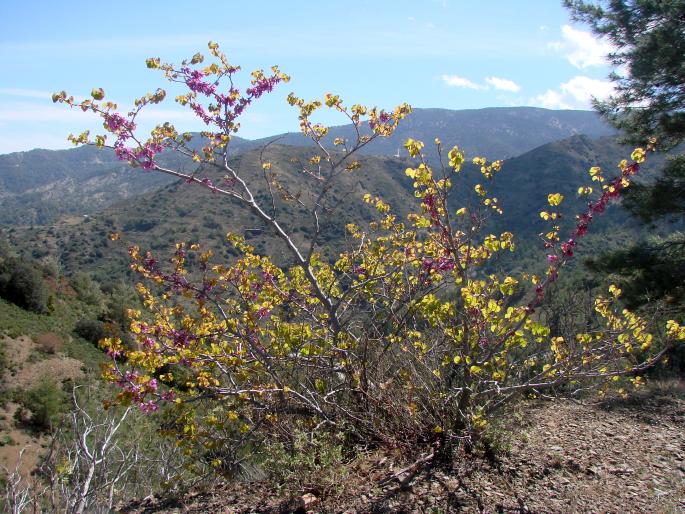 Cercis siliquastrum