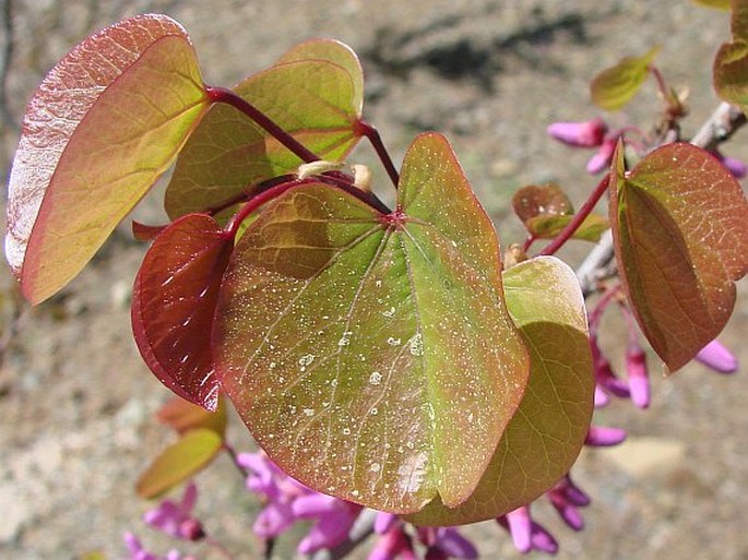 Cercis siliquastrum