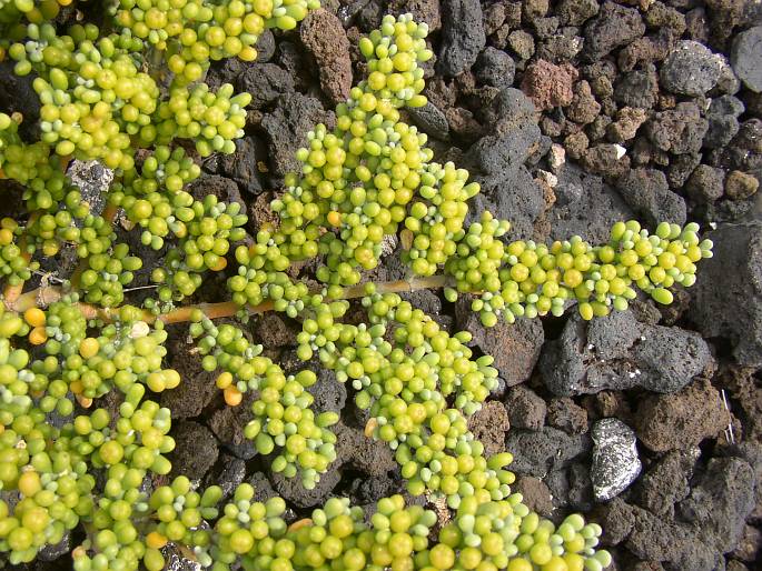 Zygophyllum fontanesii