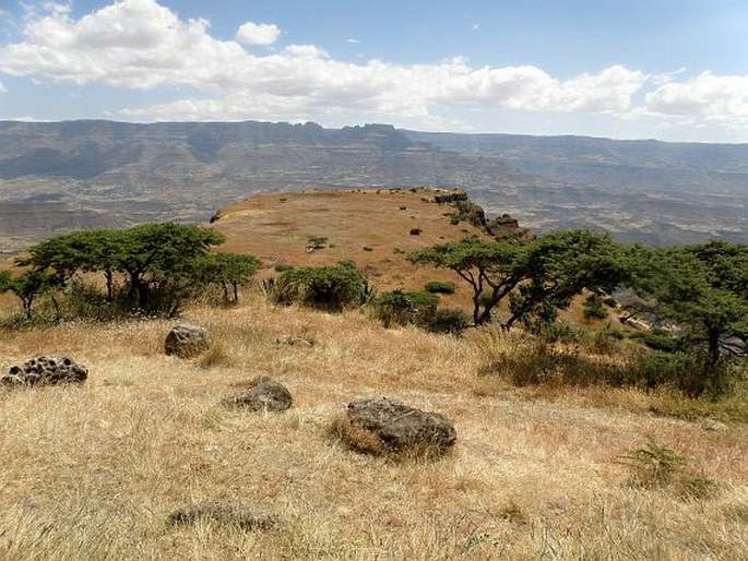 Acacia abyssinica