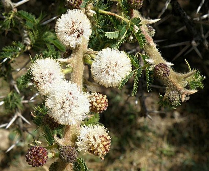 Acacia abyssinica