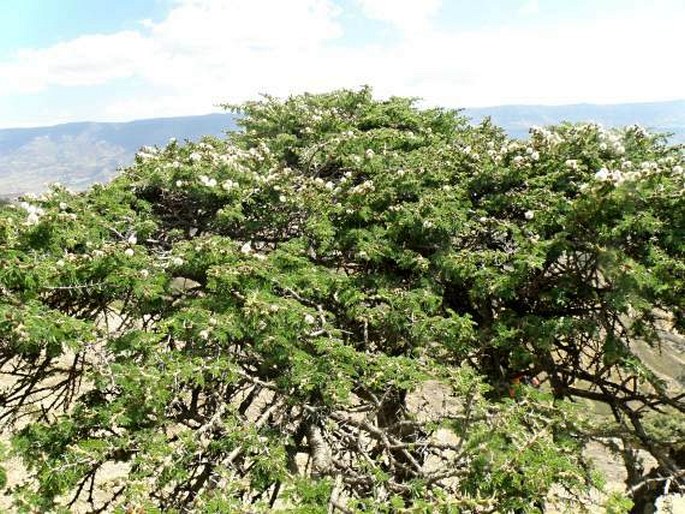 Acacia abyssinica