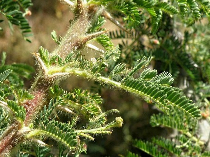 Acacia abyssinica