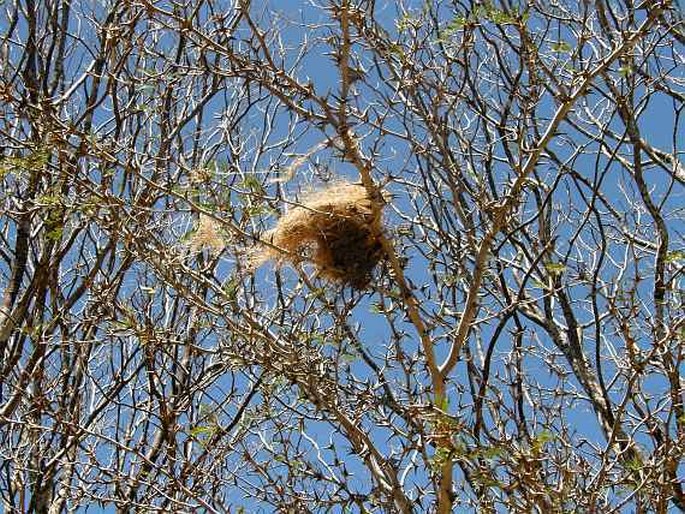 Acacia collinsii