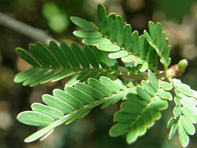 Acacia collinsii