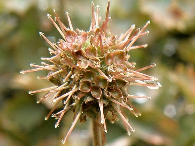 Acaena microphylla