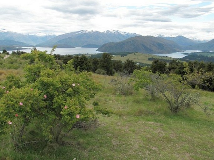 Acaena novae-zelandiae