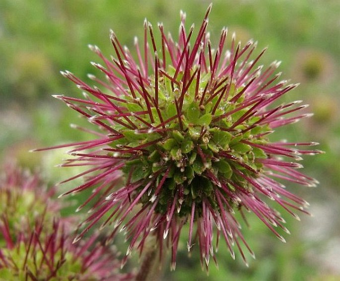 Acaena novae-zelandiae