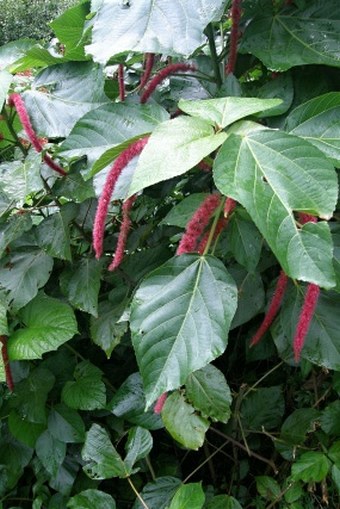 Acalypha hispida