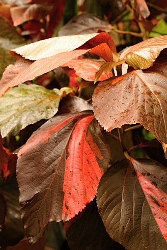 Acalypha hispida