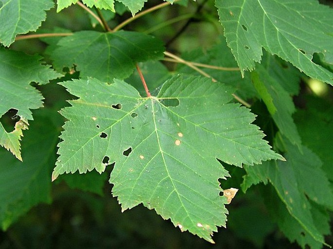 ACER GLABRUM Torr. – javor