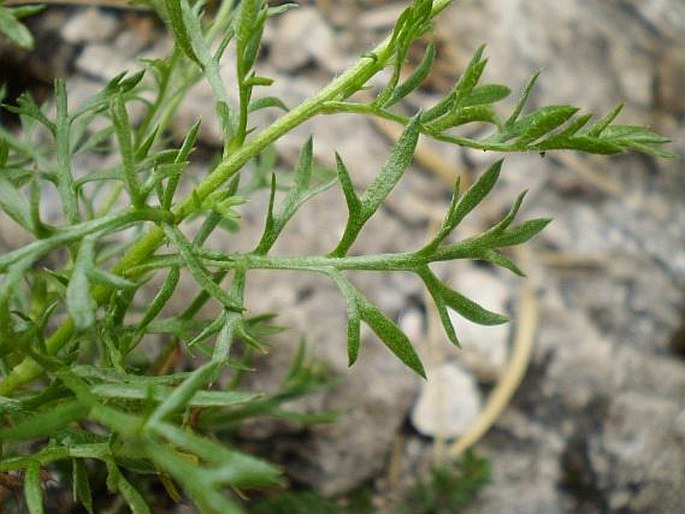 Achillea oxyloba subsp. schurii