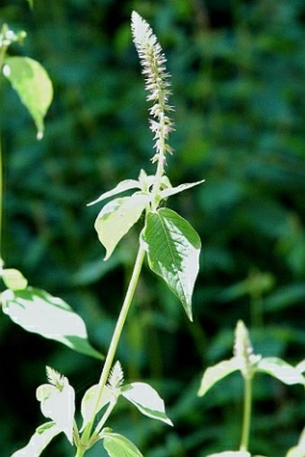 Achyranthes aspera