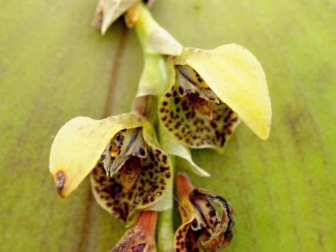 ACIANTHERA COGNIAUXIANA (Schltr.) Pridgeon et M. V. Chase