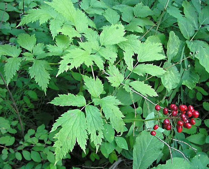 ACTAEA RUBRA (Aiton) Willd. - samorostlík / samorastlík