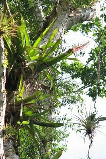 Aechmea bracteata