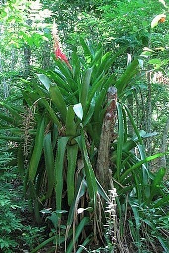 Aechmea bracteata