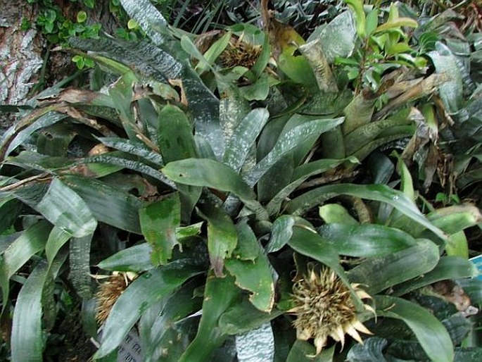 Aechmea fasciata