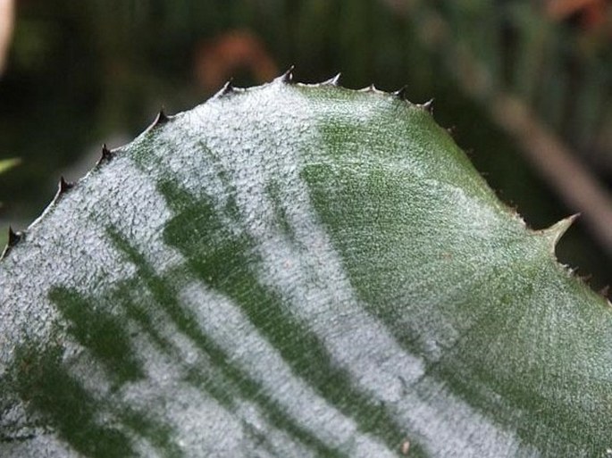 Aechmea fasciata