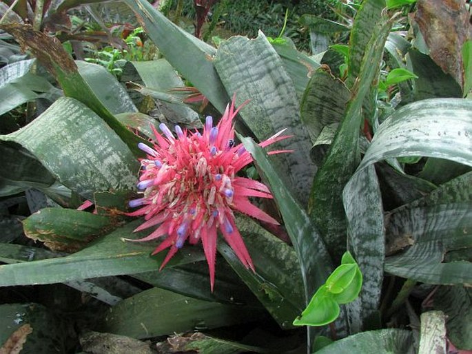 Aechmea fasciata