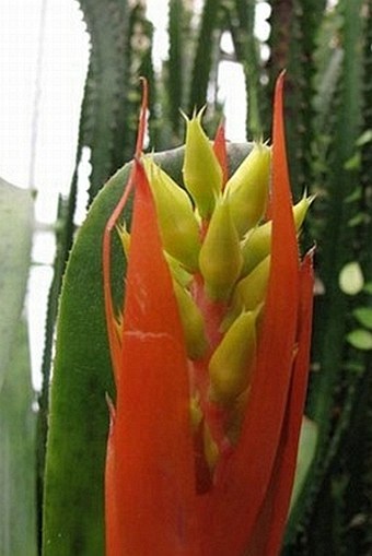 Aechmea nudicaulis