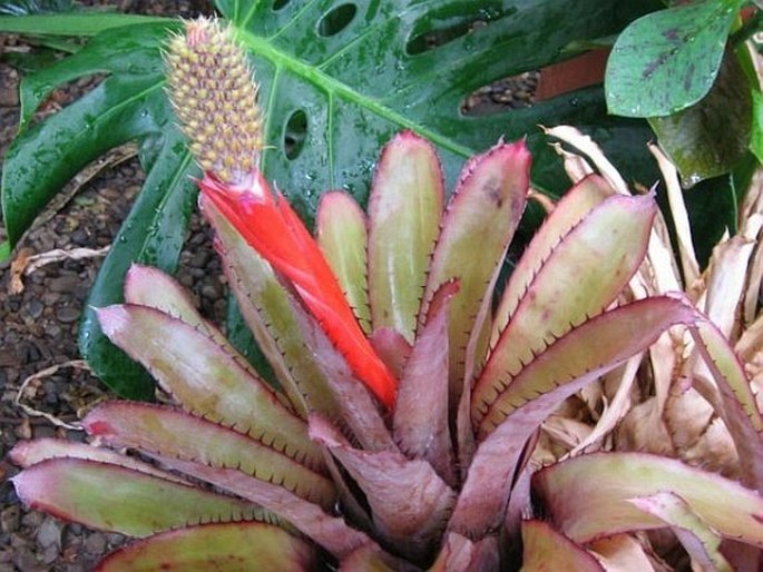 Aechmea pineliana