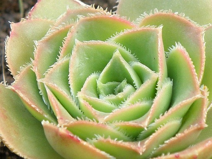 Aeonium leucoblepharum