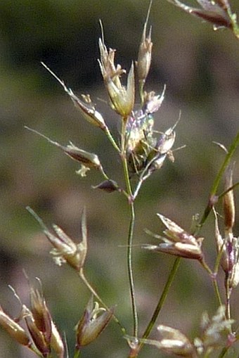 Agrostis rupestris