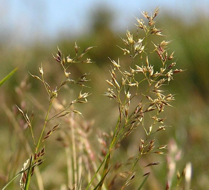 AGROSTIS RUPESTRIS All. – psineček skalní / psinček skalný