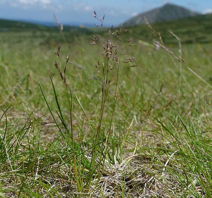 Agrostis rupestris